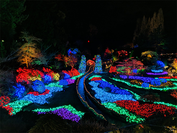 a view of field full of lights at Butchart Gardens during their Christmas display.