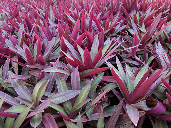 a picture of plants in Mexico that have very colourful leaves.