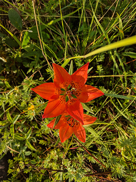 a picture of two flowers alone in a bunch of grass.